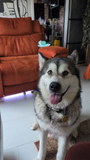 Female Alaskan Malamute