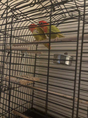 Bonded pair of lovebirds