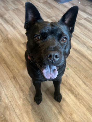 2yo staffy/chow chow