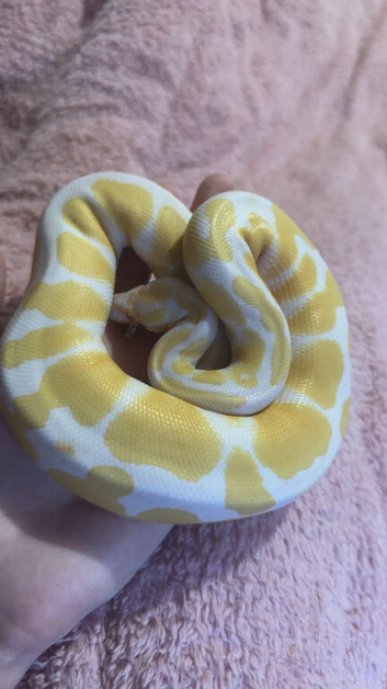 Python