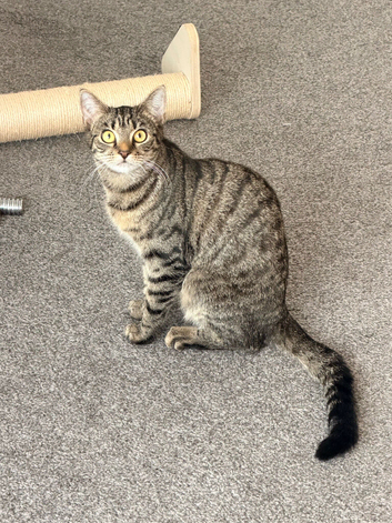 9 month old female kitten
