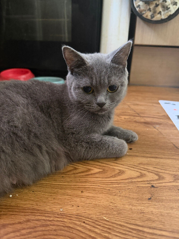 Blue British short hairs