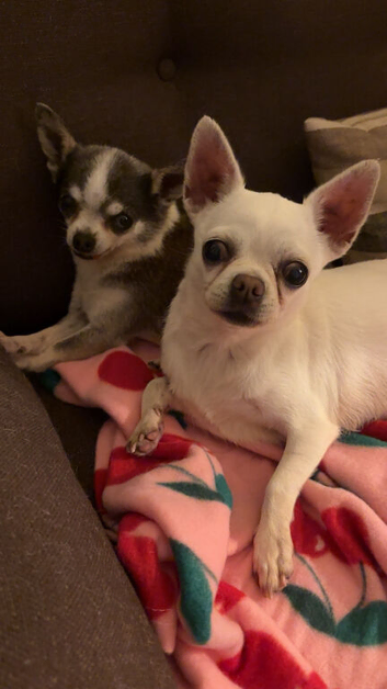 A bonded pair who have to go together