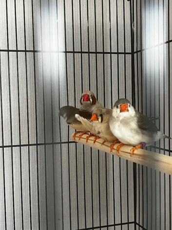 Zebra finches x5