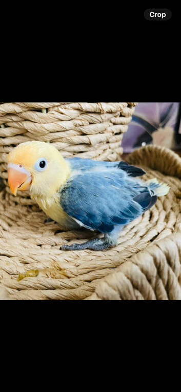 Silly Tame Baby LoveBird