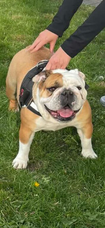 english bulldog 3 years old