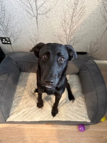 7 month old Borador