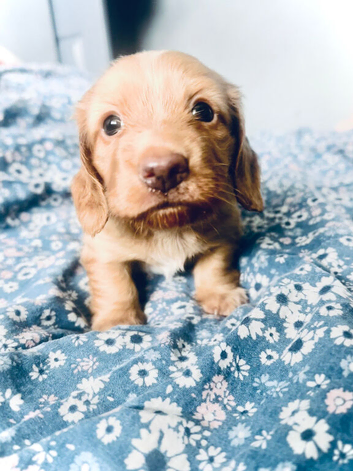 Beautiful miniature L-Hair dachshunds