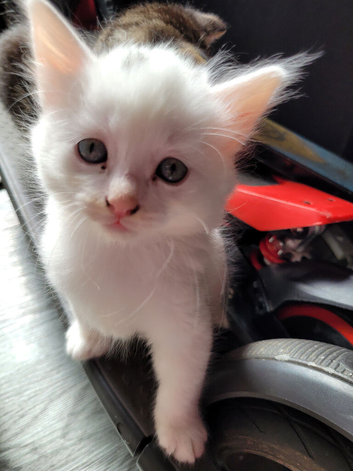 Turkish angora kittens
