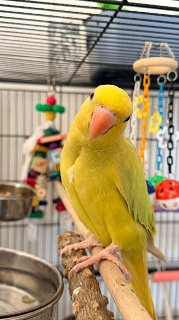 Baby Lutino Ringneck Parrot