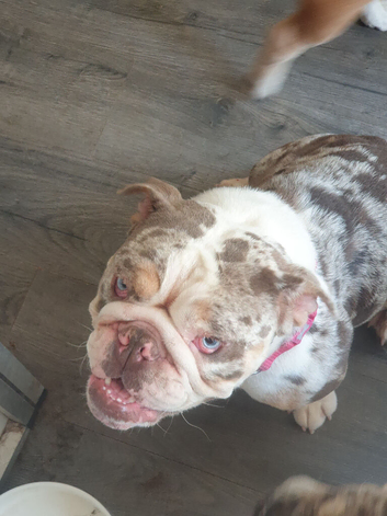 English bulldog bitch
