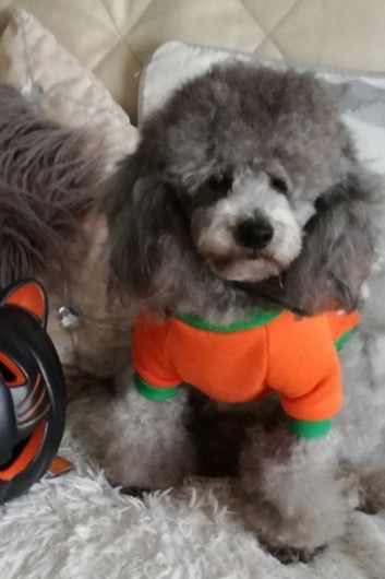 *2 STUDS AVAILABLE*FULL PEDIGREE SILVER & KC PHANTOM TOY POODLES