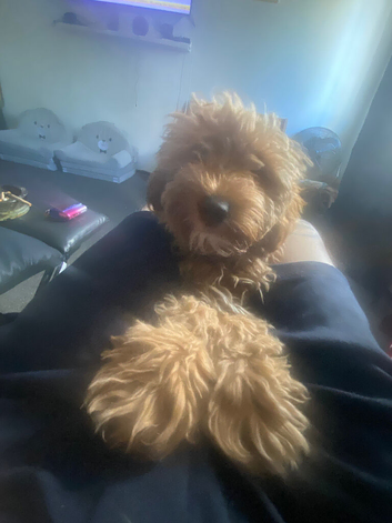 Cockapoo