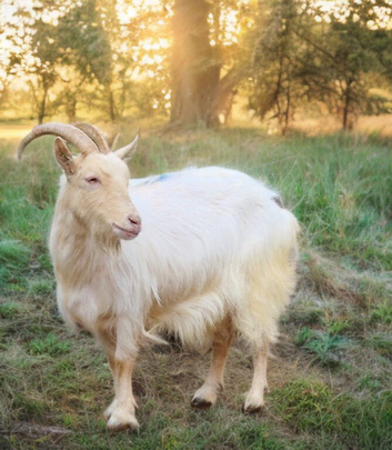 Beautiful nanny goat