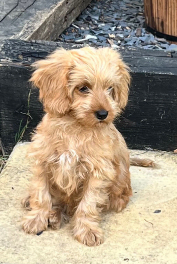 Cavapoo boy pup