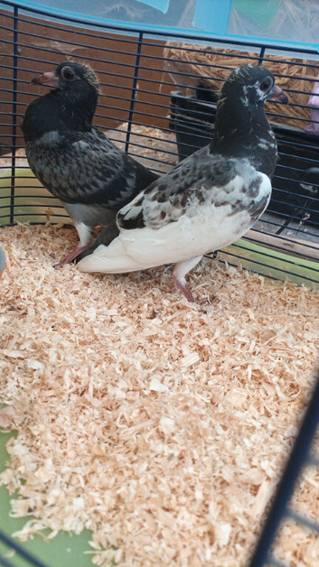 Pair of pigeons for sale