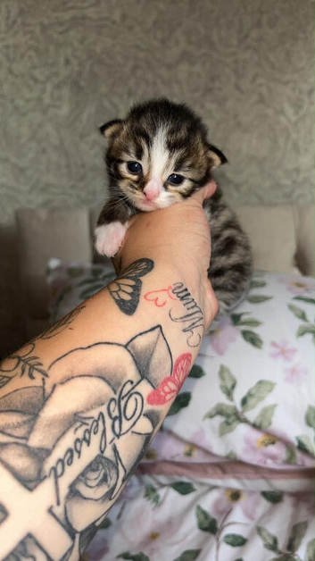 Female kitten 5 weeks old