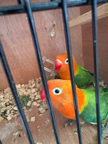 2 young baby love birds