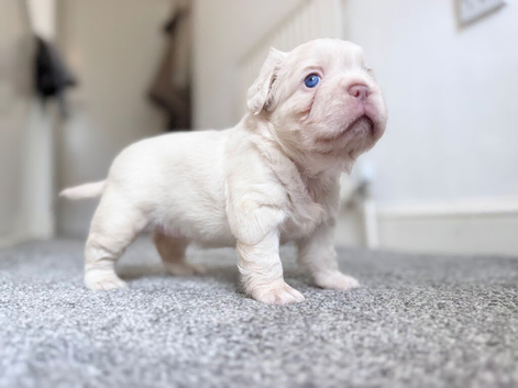 PLATINUM FLUFFY FRENCHIE PUPPY!