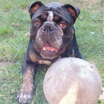 4yr Old Male, Old Tyme Bulldog