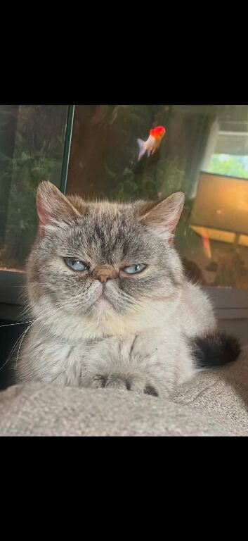 Stunning queen