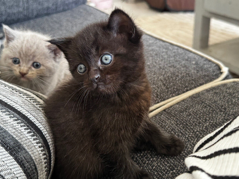 Ragdoll x British short haired kittens