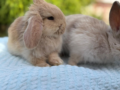 Adorable male bunny