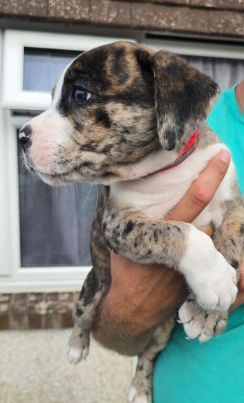 Border collie cross cane corso