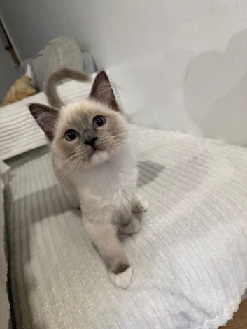 Ragdoll Kitten - Cheeni