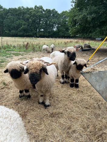Swiss valais blacknose