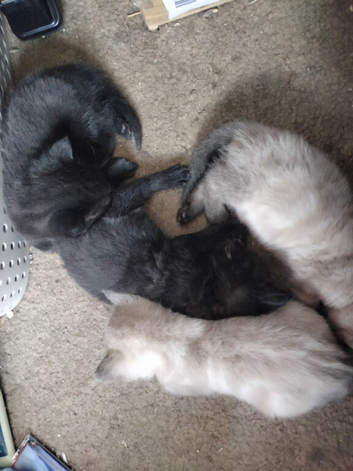 Adorable kittens