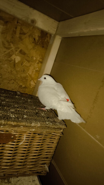 I have some gud birds for sale