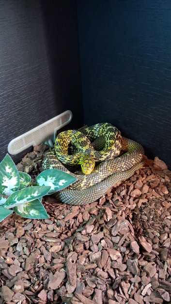 CBB24 Female King rat snake