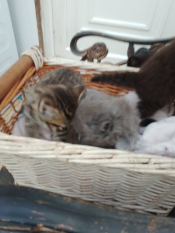 Kittens