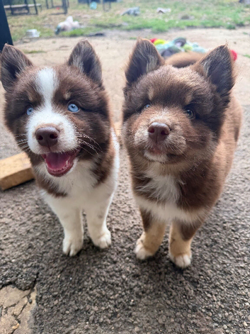Ready Now! F3 Chocolate Pomskies - health tested parents