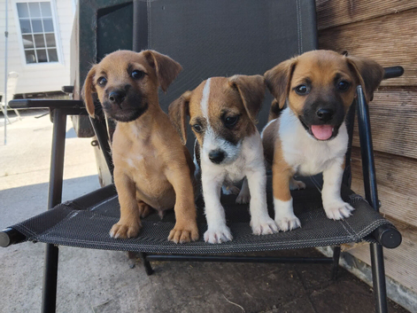 Jack russel 8 weeks old 3 boys left