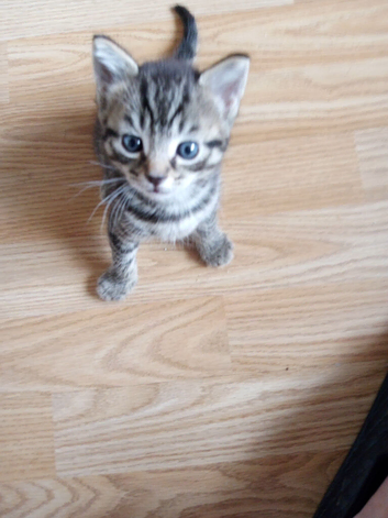 3 kitten tiger