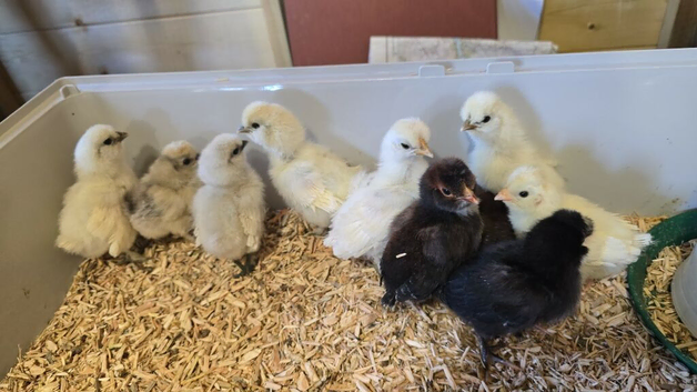 1 week old chicks