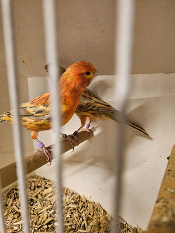 Stunning Pair topaz  canaries