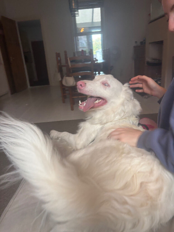 Baloo (blue) border collie x lurcher