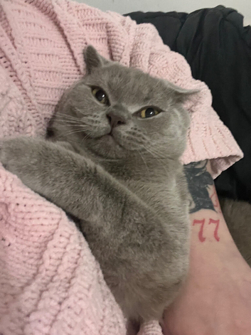 British lilac boy
