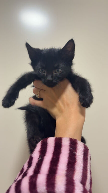 Last 2 Maine coon X kittens