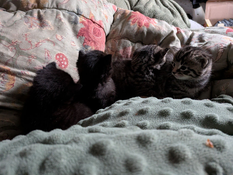 Kittens