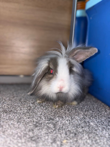 Lionhead bunnies for sale