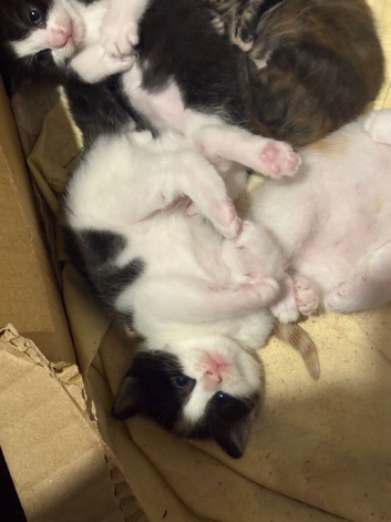 black and white male kitten