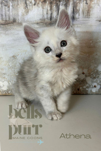 Silver Shaded Maine Coon Kitten For Sale