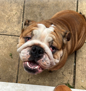 Male bulldog nearly 2 will be sadly missed