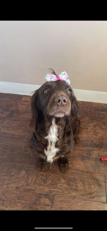 COCKER SPANIEL TO GOOD HOME