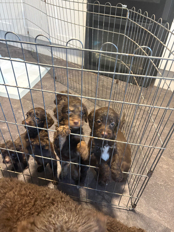 6 beautiful puppies