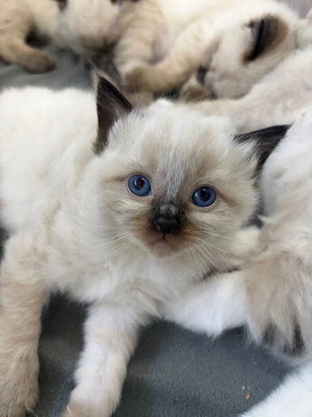 Beautiful Ragdoll type kittens HCM and PKD clear